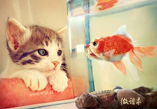 曾经我像鱼缸里的鱼