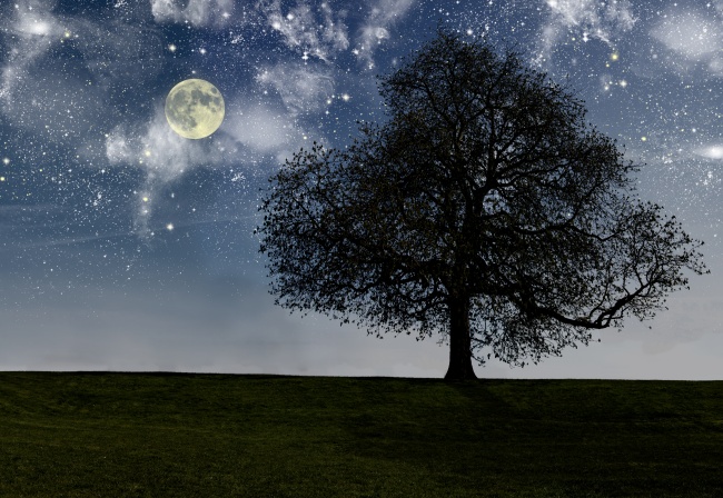 哲理句子,夜晚星空月亮大树草地图片