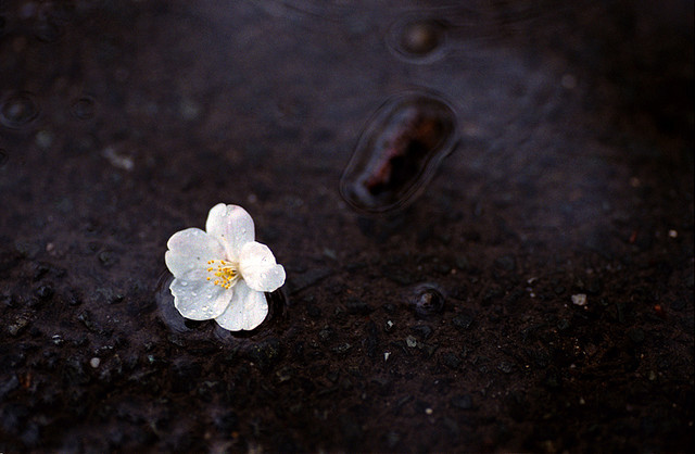 優美句子,雨花