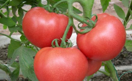 西红柿生熟需兼顾