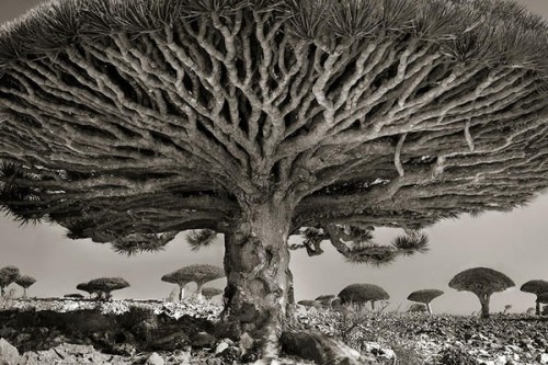 遍寻全球百年古树 用镜头带给你震撼人心的力量