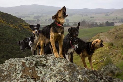 新西兰牧羊犬获封“世界最忙碌工作犬” 你知道为嘛吗？