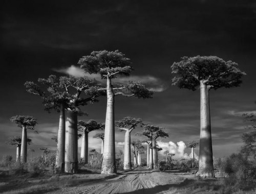 遍寻全球百年古树 用镜头带给你震撼人心的力量