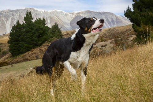 新西兰牧羊犬获封“世界最忙碌工作犬” 你知道为嘛吗？
