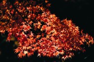 qiujijingzhi-014
