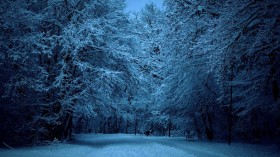 她却暗香浮动，傲雪蔚然绽放