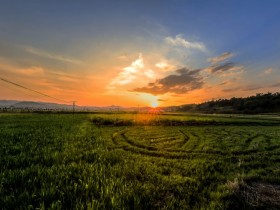 于无声处独自散发着幽幽芬芳，此时无声胜有声