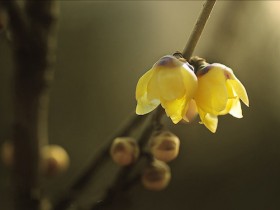 春光夏阳，秋霜冬雪，岁岁年年，四季如常