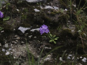 长风何来，揽一怀花开时节泪湿墨痕的情浓汇入沧海
