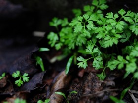 直到有一天，我们无力再走了