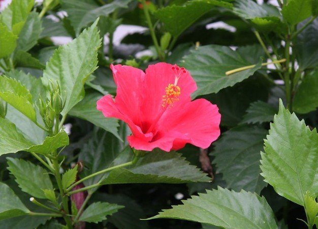 朱槿花